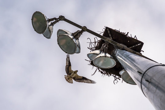 Western Osprey Nesting On A Light Stand In Medical Lake, Washington, State