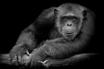 Fototapeta premium Black and White Cute Chimpanzee smile and catch big branch and look straight to front of him on black background