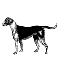 An english pointer dog isolated on white background