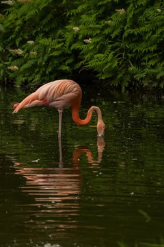 Fototapeta Pink Flamingos