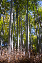 Kyoto, Japan at the Bamboo Forest.