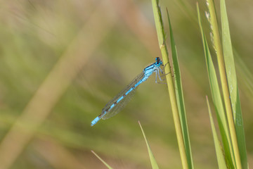 Damselfly