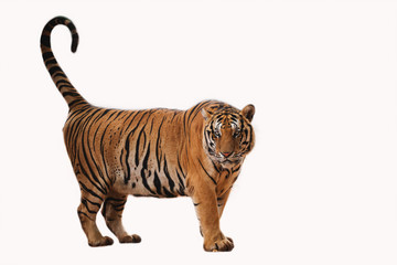 Tiger action on white background .