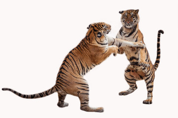Tiger action on white background .
