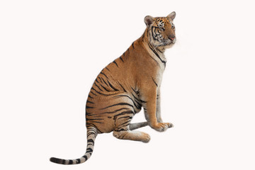 Tiger action on white background .
