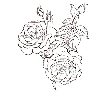Vector rose flower isolated on white background. Element for design. Hand-drawn contour lines and strokes.