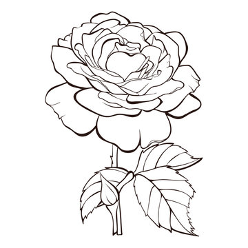 Vector rose flower isolated on white background. Element for design. Hand-drawn contour lines and strokes.