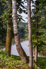 Fototapeta premium large trees in close proximity, followed by a river; damaged wood bark in nature; River view with four trees in the foreground