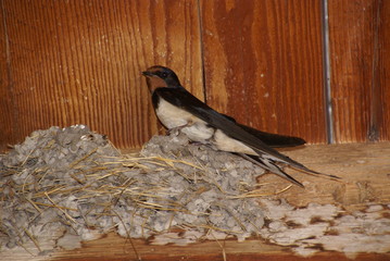 Rauchschwalbe am Nest 259 Hirundo rustica