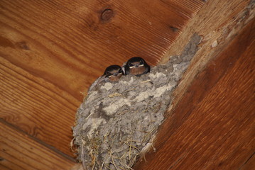 Rauchschwalbennachwuchs 268 Hirundo rustica