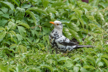 Albino Spotted Blackbird