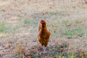 Chicken in the meadow