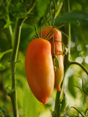 tomatoes oval elongated hanging on green stems in the greenhouse