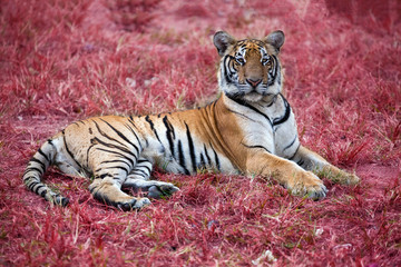 Tiger action on red background.