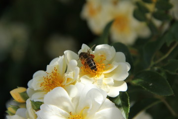 Biała r&oacute;ża z ż&oacute;łymi pylnikami - pszczoła zbierająca nektar z kwiat&oacute;w