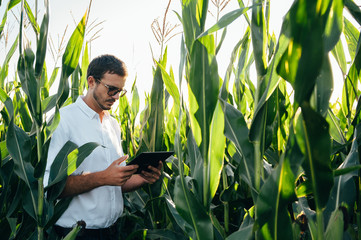 Agronomist holds tablet touch pad computer in the corn field and examining crops before harvesting....