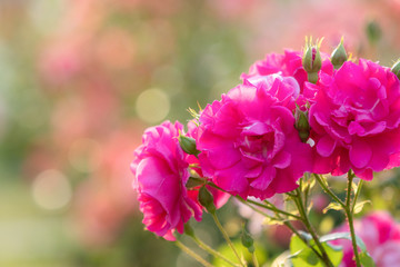 丸ボケとピンクのバラ