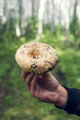man's hand with raw mushroom in a forest
