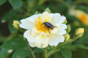 Biała różna z owadem w ogrodzie - chrabąszcz zbiera nektar z kwiatu