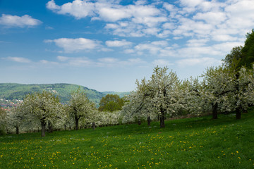 Kirschblütenzeit
