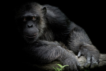 Cute Chimpanzee smile and catch big branch and look straight to front of him on black background