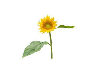 Obraz premium Sunflower round flower head with leaves