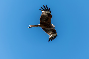 Red Kite