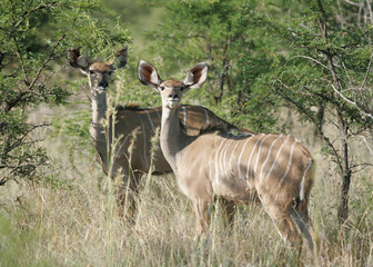 kudu