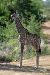 Giraffe