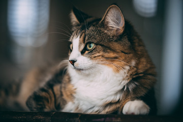 A tabby and white cat lays on top of a wooden table