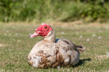 Muscovy