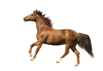 isolate of the red horse galloping on the white background