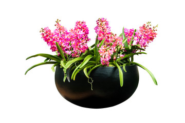 orchids isolated  with clipping path