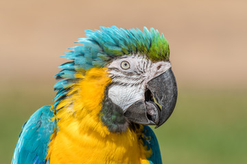 Blue and Yellow Macaw (Parrot)