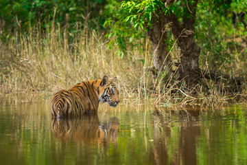 Fototapeta na wymiar A male tiger cooling off in water at hot summers in bandhavgarh national park