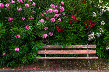 Holzbank unter Oleander-Hecke