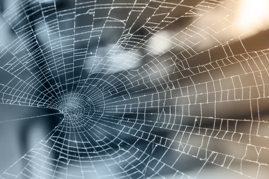 spider web, nature background