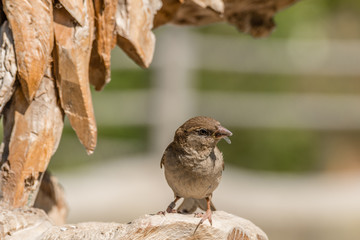 Hose Sparrow