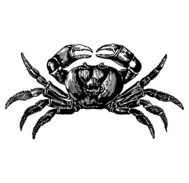 recommend clip art: A crab illustration isolated on a white background