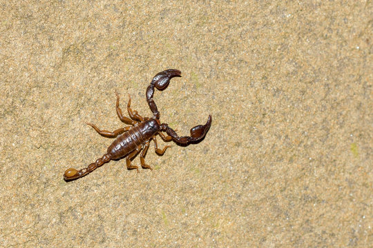 Red scorpion on a stone, top view