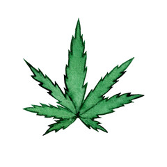 A green leaf of Cannabis sativa (Cannabis indica, Marijuana) medicinal plant. Watercolor hand drawn illustration isolated on a white background. Botanical illustration of hemp.