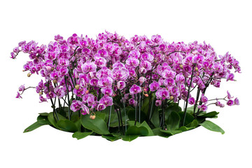 orchids isolated  with clipping path