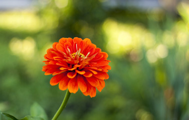 Zinnia blossom