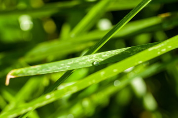 Drops of water on the green grass after rain, macro