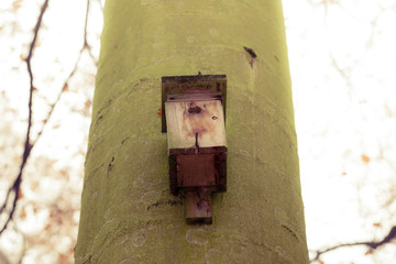 birdhouse on the tree in forest