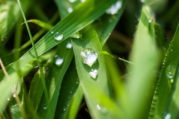 Drops of water on the green grass after rain, macro