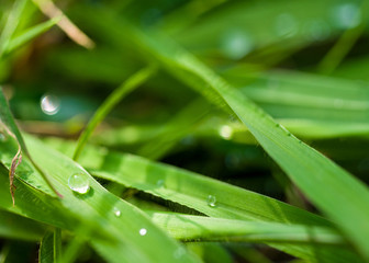Drops of water on the green grass after rain, macro
