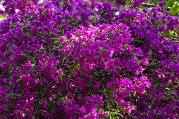 Fototapeta premium bougainvillier 