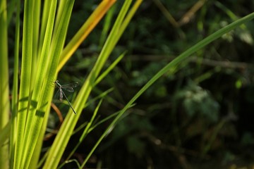 Fototapeta na wymiar Gemeine Weidenjungfer (Chalcolestes viridis) an Schwertlilie 