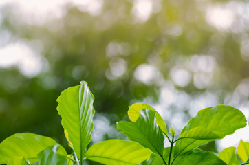 Abstract blur background. Green leaves with natural bokeh and blurred background.